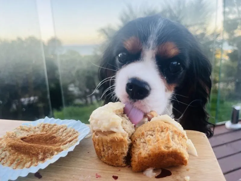 Pupcakes