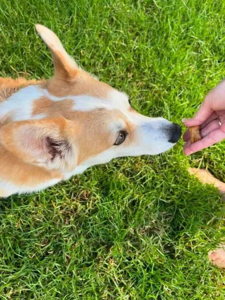 Pupcakes