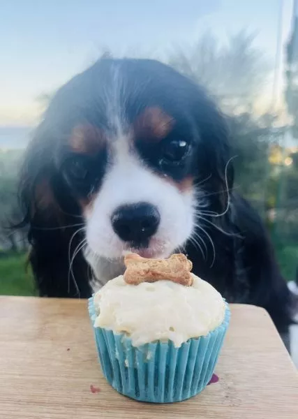 Pupcakes