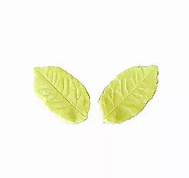 Holly Leaf Veiner
